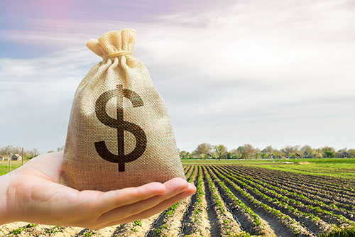 Hand holding a small brown burlap bg in it's palm with a dollar sign on it and newly planted crops in the background